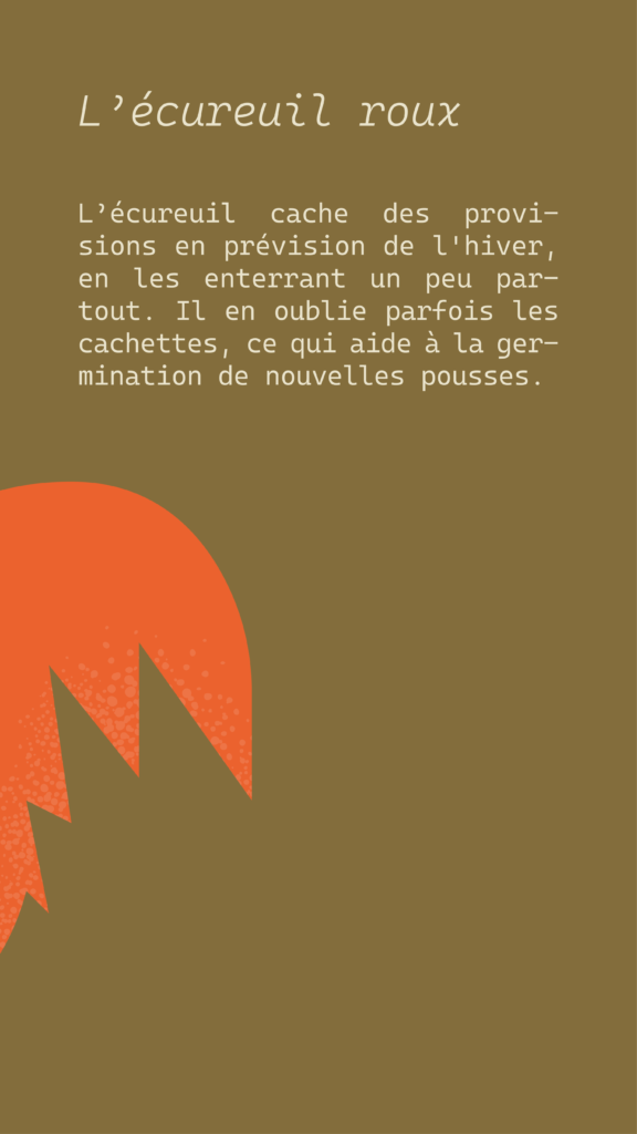 Facilitation_graphique_Lescure_Elodie_graphiste_Annecy_Quand_l'hiver_approche_calendrier_de_l'avent_nature_case20_ecureuil_anecdote