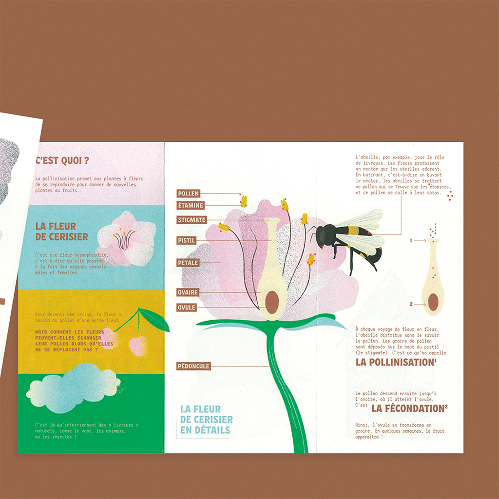Facilitation_graphique_Lescure_Elodie_graphiste_illustration_pollinisation