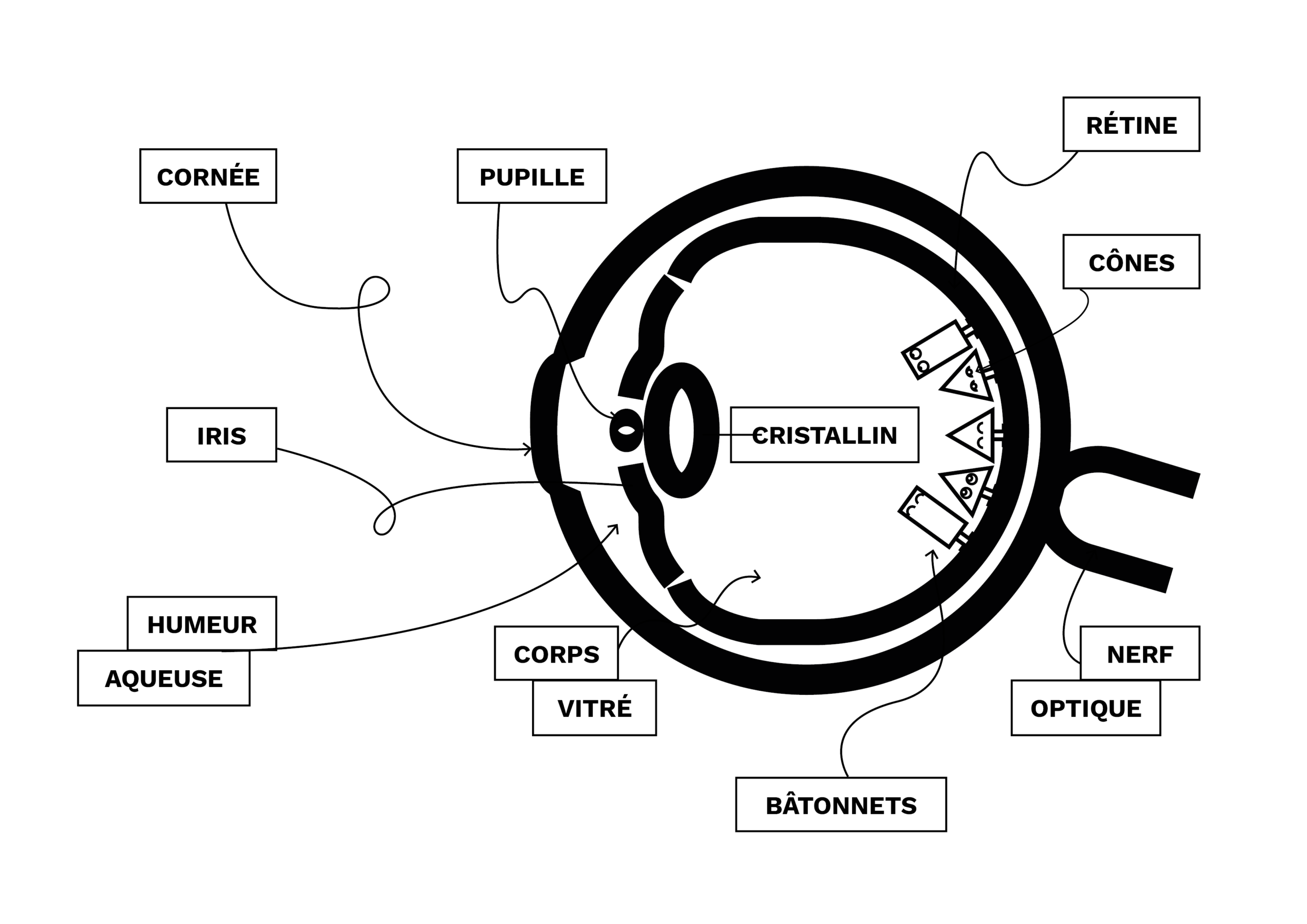Identite_graphique_Lescure_Elodie_graphiste_Annecy_En_perdre_la_vue_schema_sciences