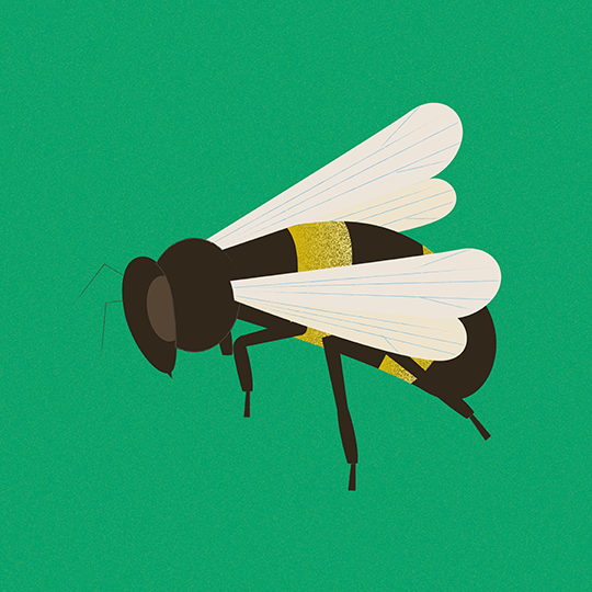 Facilitation_graphique_Lescure_Elodie_graphiste_Annecy_Bzz_pollinisation_illustration_abeille