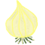 Papeterie_Lescure_Elodie_graphiste_Annecy_faire_part_naissance_oignon